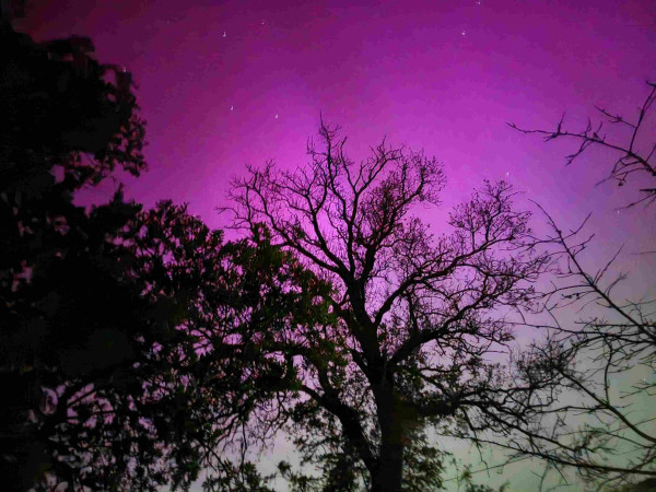 Northern Lights seen through trees. Red on top and green below.