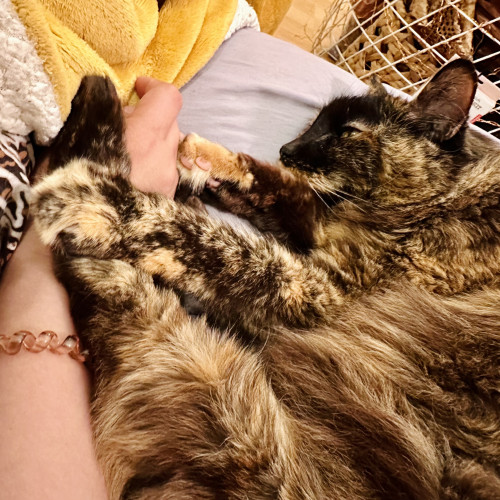 A person’s right hand being touched by all four paws of a sleepy cat