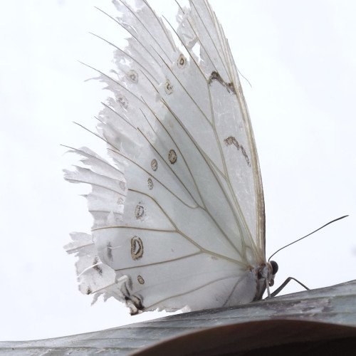 A photo of a large white butterfly with torn wings. 