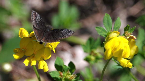 A brown camouflage butterfly sits on a yellow flower of Bird's-foot Trefoil.