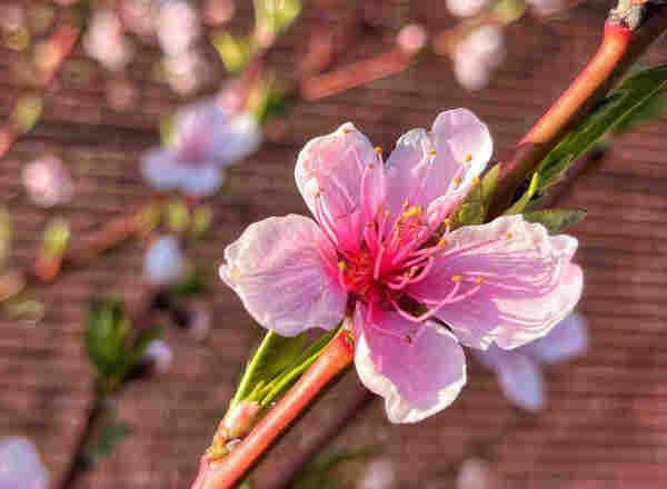 A single peach blossom on its twig in the evening sun, with five whitish-pink petals and a pink center. Blurred in the background are other branches and blossoms, along with a red brick wall as a backdrop.