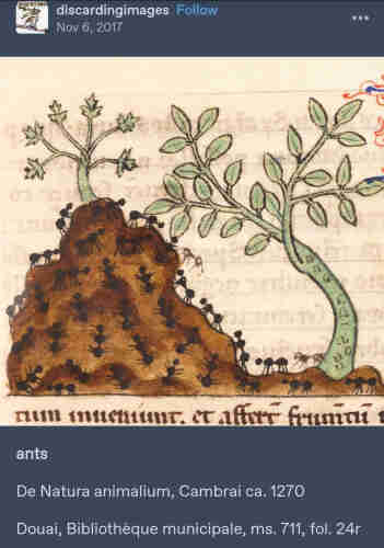 Illustration from a medieval manuscript of black ants crawling on a dirt mound next to a leafy green plant, with Latin handwritten underneath
