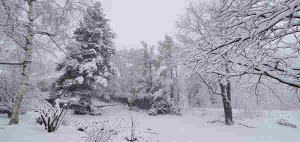 Looking north, a wide angle photo showing most of our front yard.  Lawn is snow covered as are the many trees that surround the space.  The fog gives everything a white background and an absence of colour.
