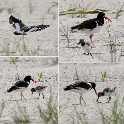 Layout collage of four American Oystercatcher feeding time pictures in sand and beach grass tufts, clockwise from top left: Parent flying back to the dunes showing off its graphic grayish-black and white wings; second parent looks on as the chick bolts for the parent with food (adult has a black head with reddish-orange eye, reddish-orange long bill, white underneath, grayish-black wings, pale legs); chick (fuzzy, light brown on top, white underneath, dark eye, and a long bill that is orange underneath) eating the food; and chick looking at the sand.