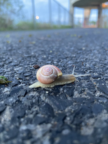 A snail on an asphalt path. Its shell is orange-beige and its body is yellow beige. Its upper antennas are long and its lower antennas are short. It's moving across the path to the right with its little yellow tail sticking out the back of its shell. 