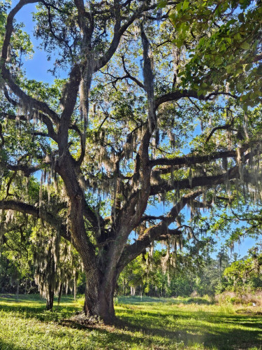 In a clearing near a wooded nature trail, an old oak tree with octopus like limbs and branches reaching and twisting upwards and out in various directions.  Most coated with lichen and draped with Spanish Moss. Surrounded by lush greenery beneath a brilliant clear blue sky.