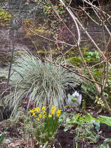 A small black and white cat with yellow eyes peeking out from her spot behind a hairy grass plant in a garden.