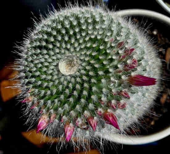 A small mammillaria cactus, seen from above, with a ring of bright pink flowers growing around the lower right. The cactus has a little pool of water in its dimple on top, from which radiates the spiral growth pattern of spiny nodes.