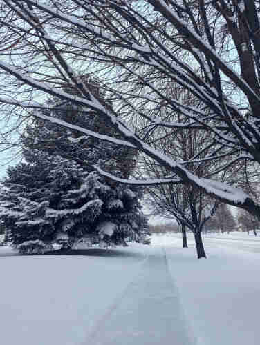 Large pine tree covered in snow with bare tree branches covered in snow in the foreground. Very cold and icy sidewalk covered in snow with a grey/white sky in the background 