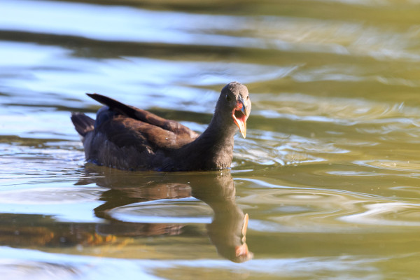 A swimming grey/brown waterbird with its beak open calling. The surface of the water is shades of green, with light blue sky reflection.