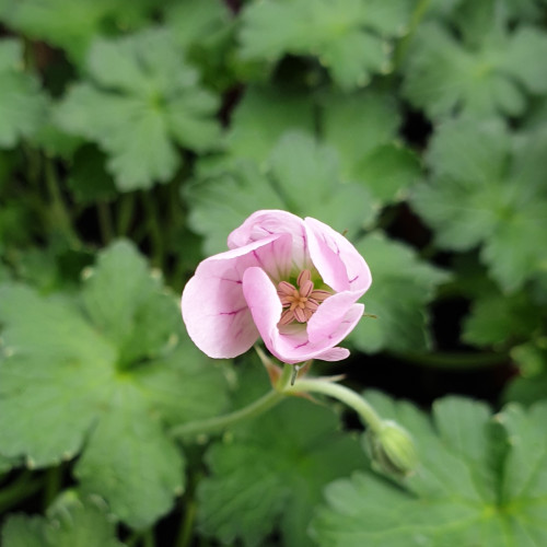 A photo of the start of a little pink flower on a Geranium Dreamland plant in my garden. 