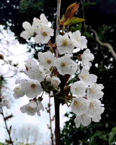 Some cherry blossoms - white with a crown of thin yellow stamens in the centre - attached to a slender twig. In the background, dense foliage partially covers a dull grey sky.