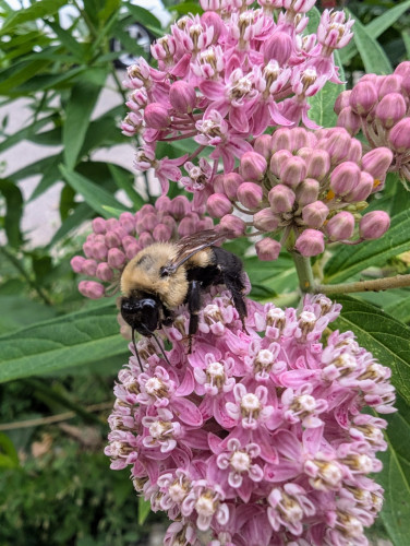 A big fuzzy bumblebee perched on a ball of pink flowers, facing the camera in three-quarter profile. More milkweed flowers are budding behind it, and the yellow bodies of a few oleander aphids are hiding in the buds, curse them.