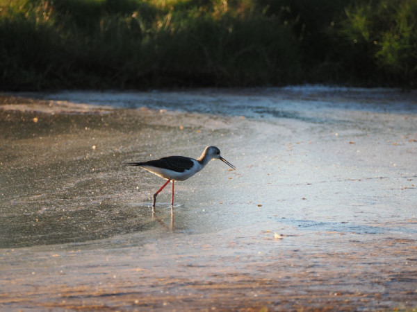 A long legged black and white shore bird is wading through shallow wetlands water, lit by the golden light of the setting sun