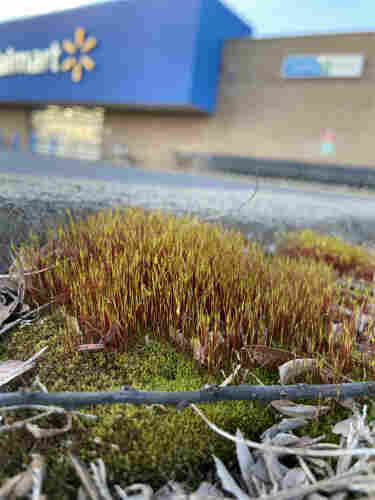 Thick green spongy moss with a thick crowd of sporophytes with red stems and yellow tops. In the background, a Walmart shop front
