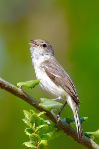 A tiny salt &amp; pepper colored bird on an angled branch tilting up its head to sing.