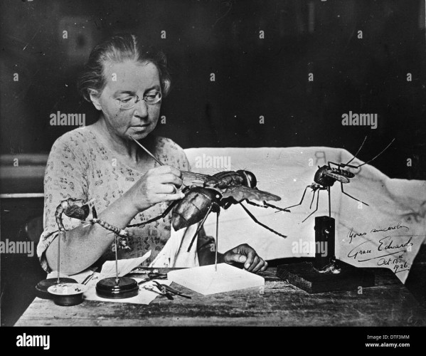 A woman wearing spectacles sits at the far side of a table. On the table in front of her are four wax models of insects propped up on metal rods and stands. The models comprise two insect larva on the left, a housefly and a mosquito. The woman is holding a fine tool and working on the incredibly detailed model of a housefly, which is approximately 40 to 50 centimetres long. Black and white photo.