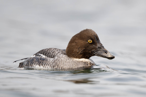 A common goldeneye first-year male: brown head, mottled grey body, yellow-orange eye, long muddy bill swims in the grey Puget sound water.