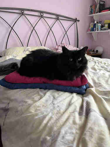 Erica, a black fluffcat, is sitting on a pile of clean towels and looking at the camera.