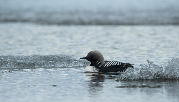Pacific Loob amongst lake ice. A bird with a pointed beak and red eyes.  A grey head that darks to black depending on the light. A black body with white squares on the back. 
