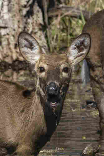 A headshot of a white tailed deer with its mouth wide open viewed from face on. Both large ears upright and face dripping wet as they’ve been eating stuff out of a little pond they are standing in