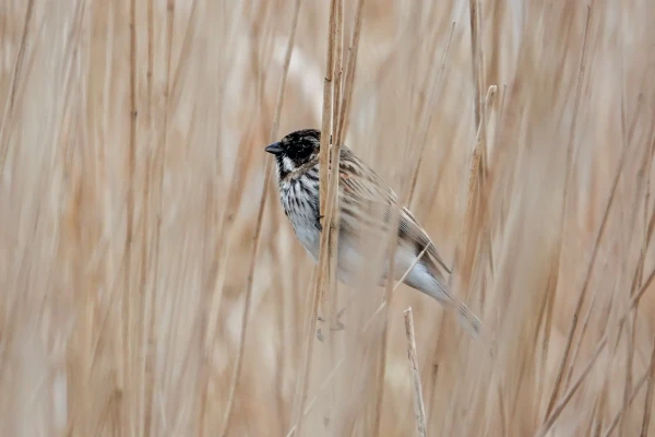 Common Reed Bunting partly hidden in ... drum roll... Reed.
