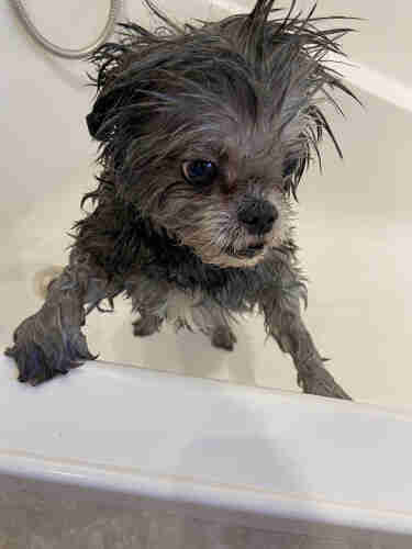 A small gray dog, wet after a bath, in a white bathtub, with his front paws up on the side of the bath, waiting to be lifted out. 