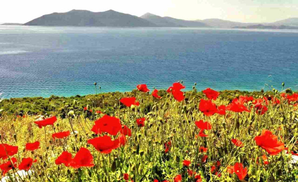 Beautiful coastline in the Pelion region of Greece with poppies.
#myphoto