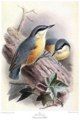 Color lithograph showing two Eurasian nuthatches (Sitta europæa), one seen from the side, the other with its body half-hidden by the large branch on which they are sitting