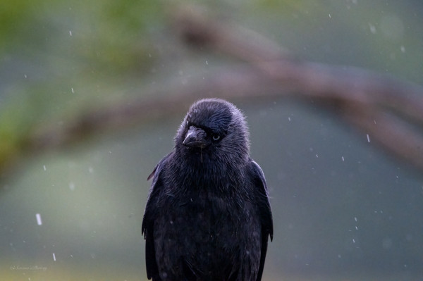 A black and grey Jackdaw standing in the rain, head cocked to one side, raindrops can e seen falling around it, a blurred tree branch crosses the background