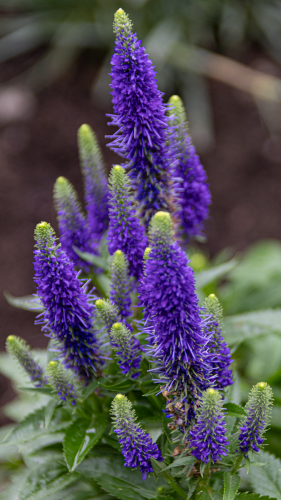 A small purple spiky plant.  We've lost the name tag for this one, but Google thinks it's a Veronica.