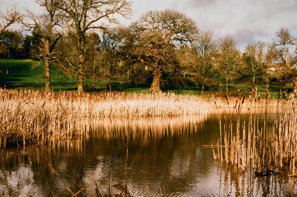 The upper part of this colour photo is winter trees in the sunshine; the centre is a band of bright bulrushes looking golden (with a bit of over bright halation, too) and their reflection in the dark water.