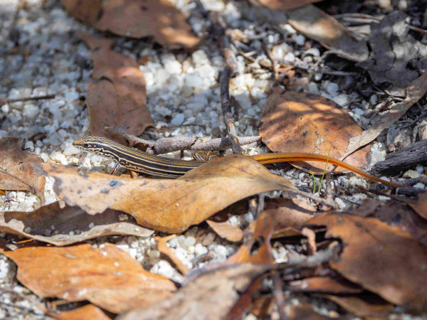 Small lizard with striped body and tail as advertised, among leaves and gravel