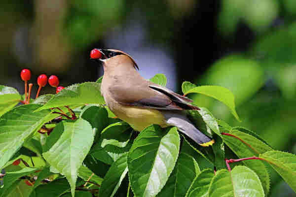 Cedar Waxwing with cherry in it's beak perched on branch with green leaves and bokeh background