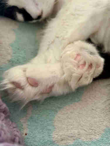 A closeup of Sprocket’s three feet all snuggled together, with the toe beans of his one back foot and a front foot showing through his plentiful interdigital floof. His nose is blurred out in the background.