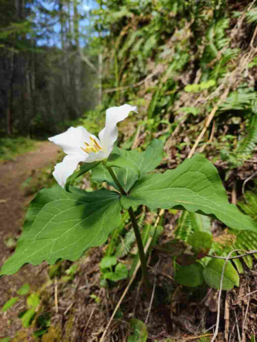 The focus of this image appears, at first glance, to be a pristine, white trillium blooming along the Mima Falls Trail in Capitol State Forest; however, a closer inspection reveals a small, yellow crab spider hiding under the closest of the flower's petals.