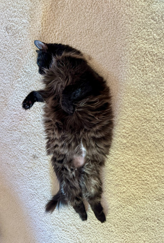 Philomena, a black long-hair cat, lying on her back exposing her belly. 