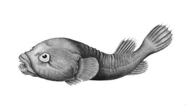 Aquatint showing a rocksucker (Chorisochismus dentex) as seen from the side, with a set of sharp teeth, and large and somewhat bulging eyes