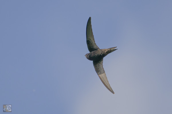 A swift acrobatically flying across a blue sky