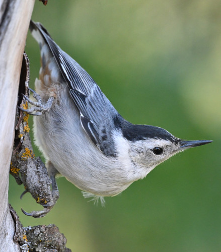 A White-breasted Nuthatch is perched on a lichen covered vertical trunk of a redbud tree. The bird has a black cap, grey wings and white face, throat and breast. 