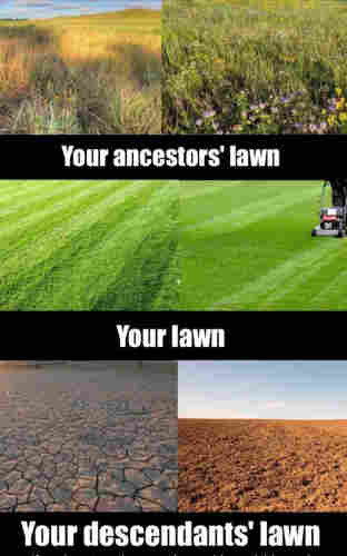 Three pictures of lawn 

First one lush 
Second one mowed 
Third one barren