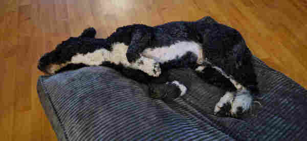 Black-white spanish waterdog sleeping, halfway falling off his bed/pillow.