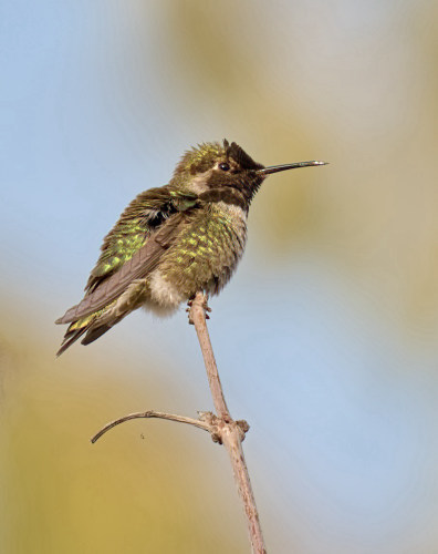 Anna’s Hummingbird on a twig