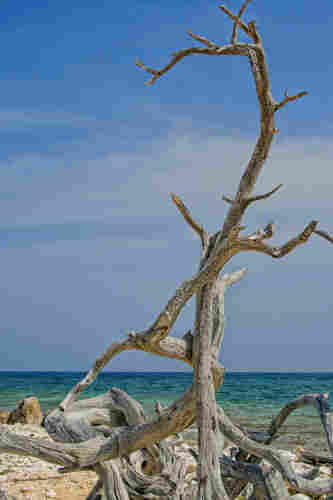 Dried dead wood on the beach of Bonaire, Dutch Antilles