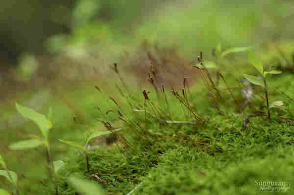 Macro photo of some moss with little redbrown sprouts with knobly ends. I think the more leafy stuff in the photo is actually stiltgrass sprouting....yeah....working on it, it's invasive and persistent!