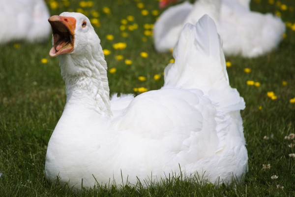A photo of a white goose, sitting on the grass and screeching at the viewer with its beak wide open.