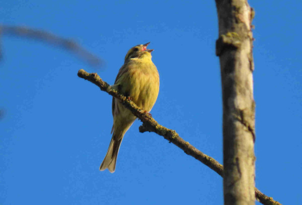 Eine männliche Goldammer auf einem kahlen Zweig vor blauem Himmel. Das gelbe Vögelchen singt sich mit weit geöffnetem Schnabel die Seele aus dem kleinen Plüschleib.