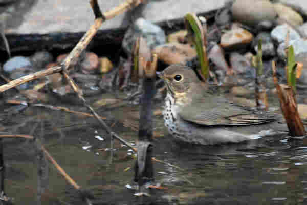 A thrush sits up to its breast in water, staring  at the camera with one eye, as of saying, "could you not?".
