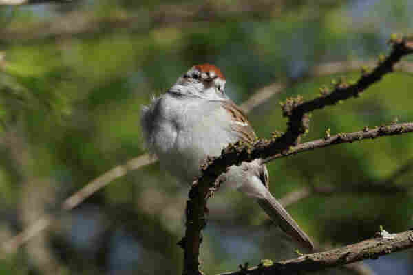A roundish sparrow with a fluffy grey belly and a bright orange patch on the top of its head. They are looking towards the camera as they sit on a thin branch in front of a green background