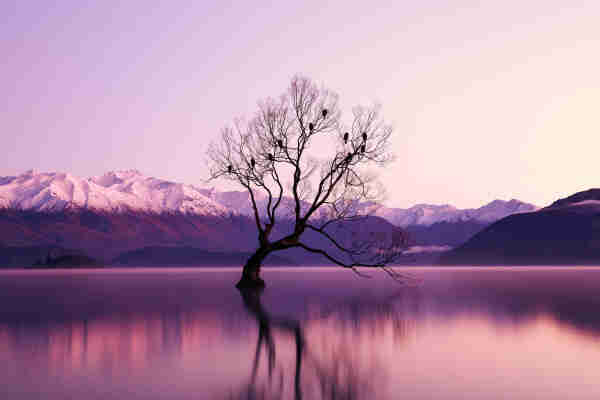 Photo coloured in various shades of purple of a lone leaveless tree in a lake with many black birds in it, On the horizon are mountains. 